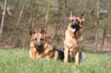 BERGER ALLEMAND 1267